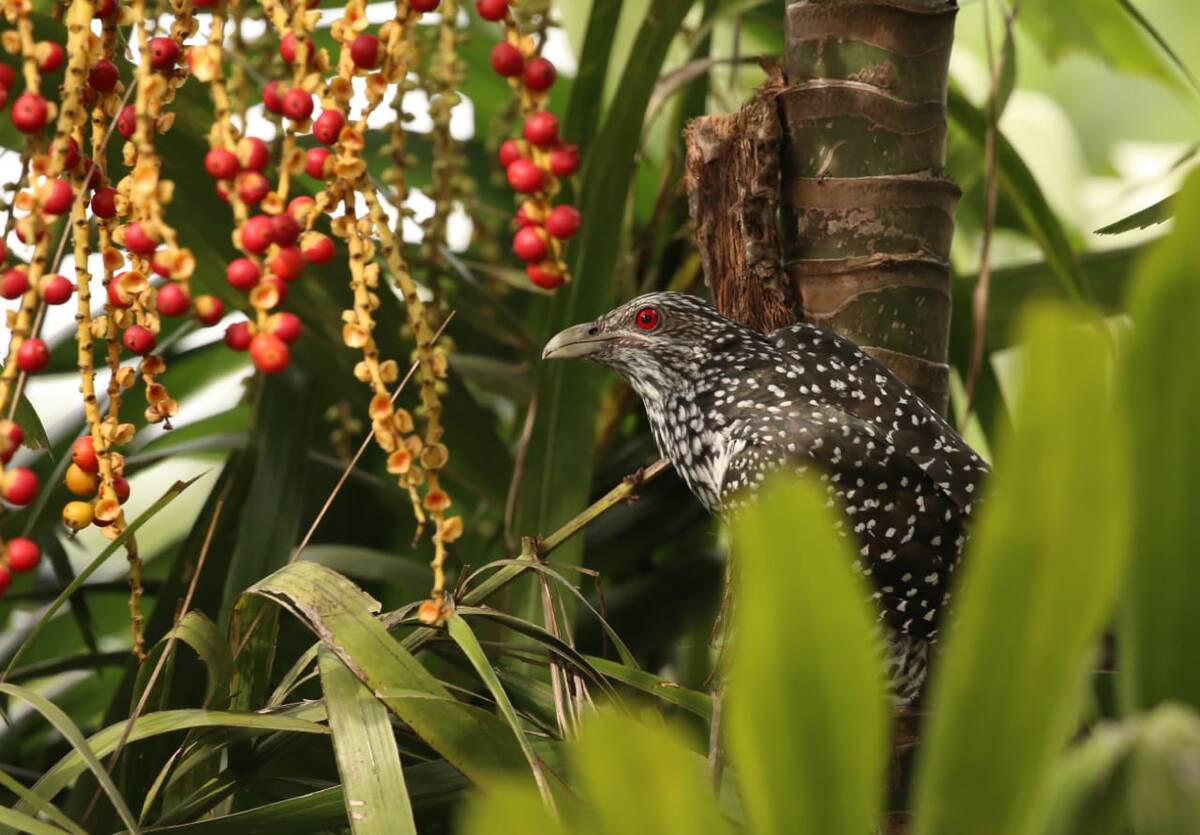 Wildlife and bird watching near Arana, Yala