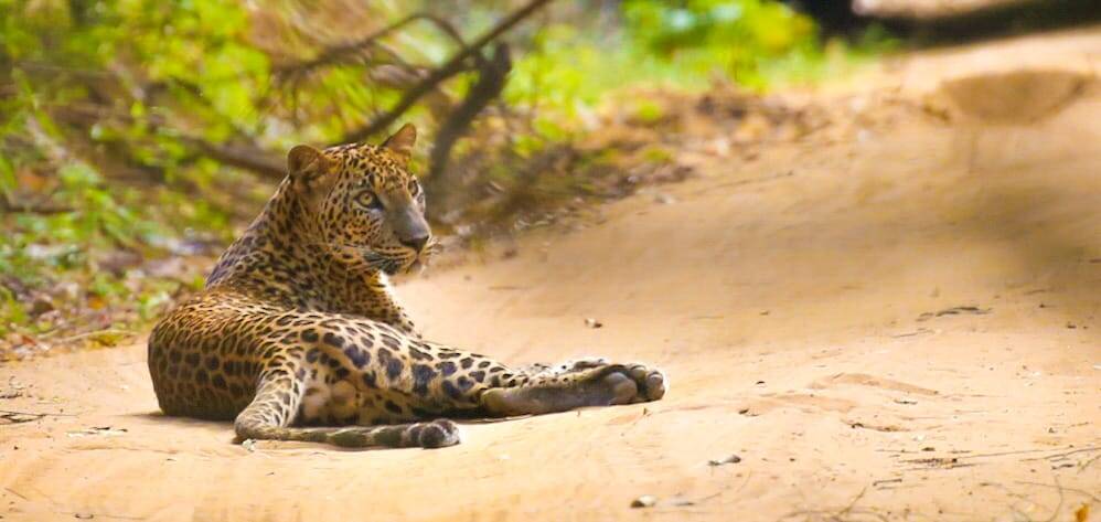 Leopard on safari in Yala National Park, Sri Lanka