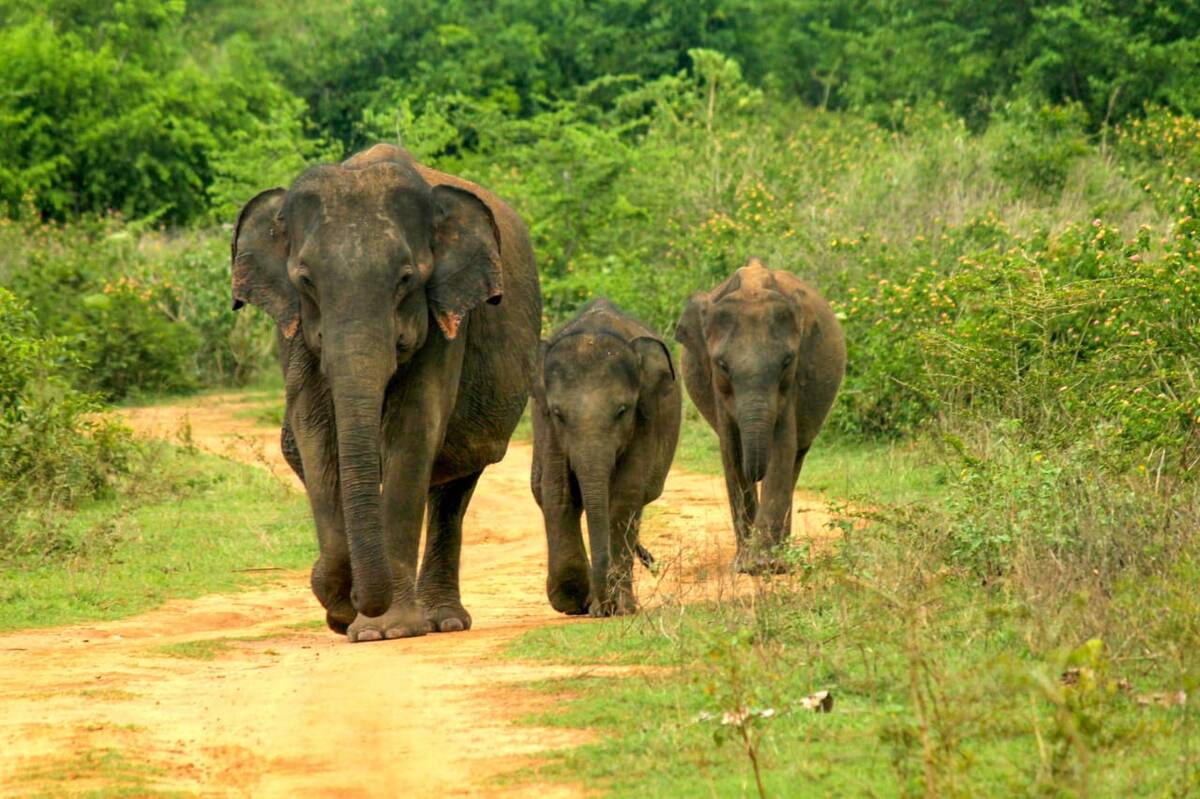 An elephant family walking along a track through the open scrub at Yala