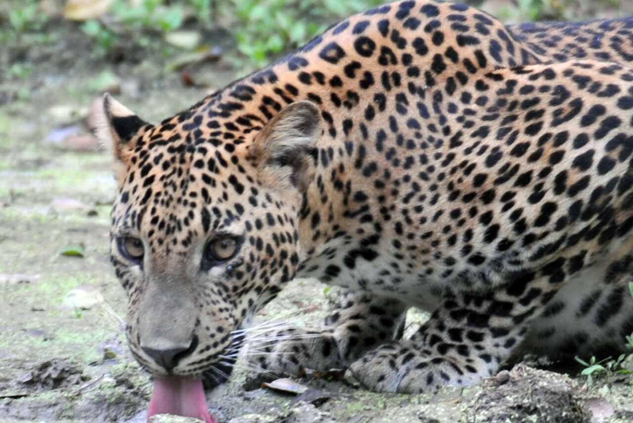 Why dawn is the best safari hour