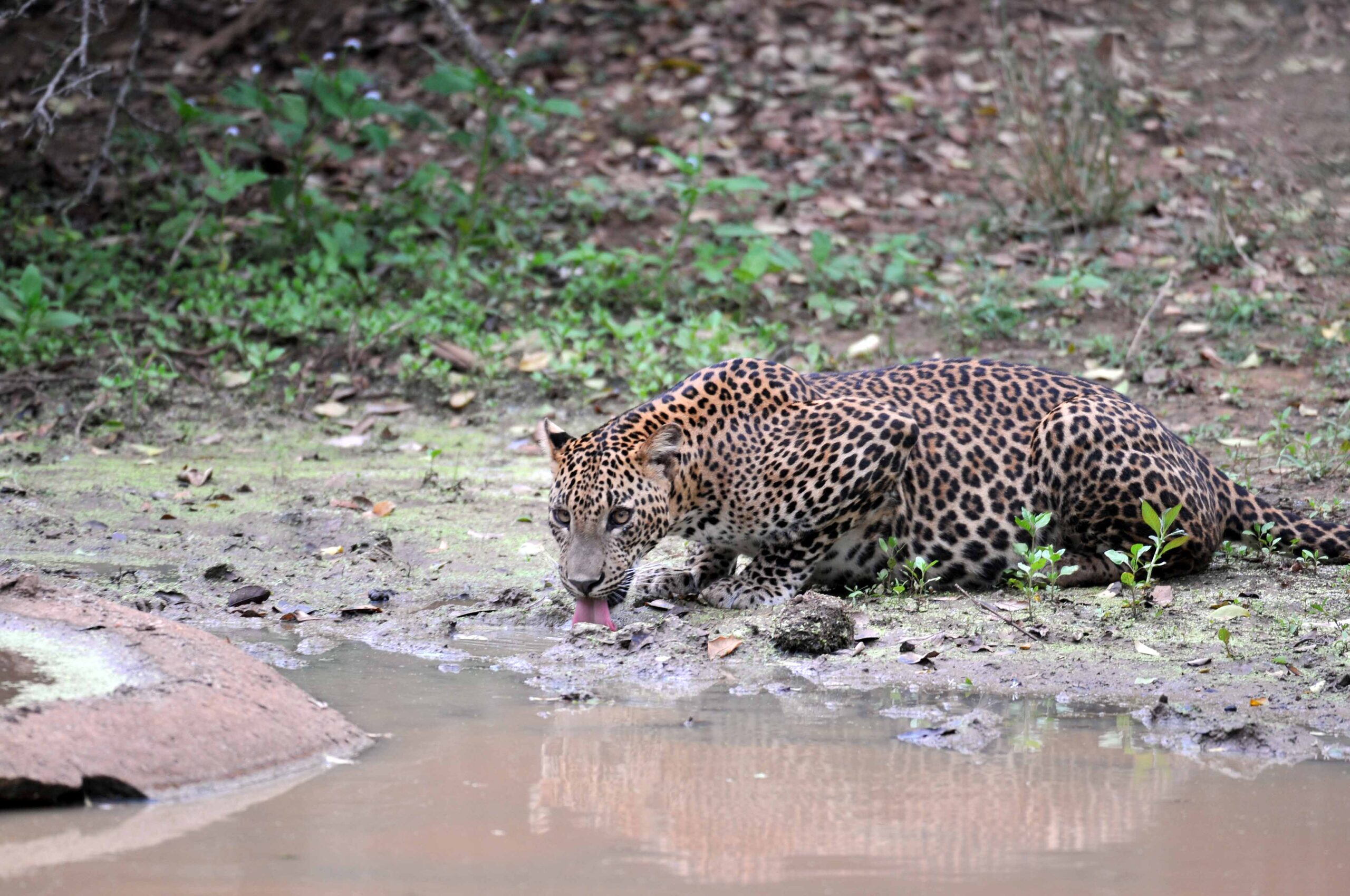 Leopard drinking at a waterhole in Yala National Park, Sri Lanka