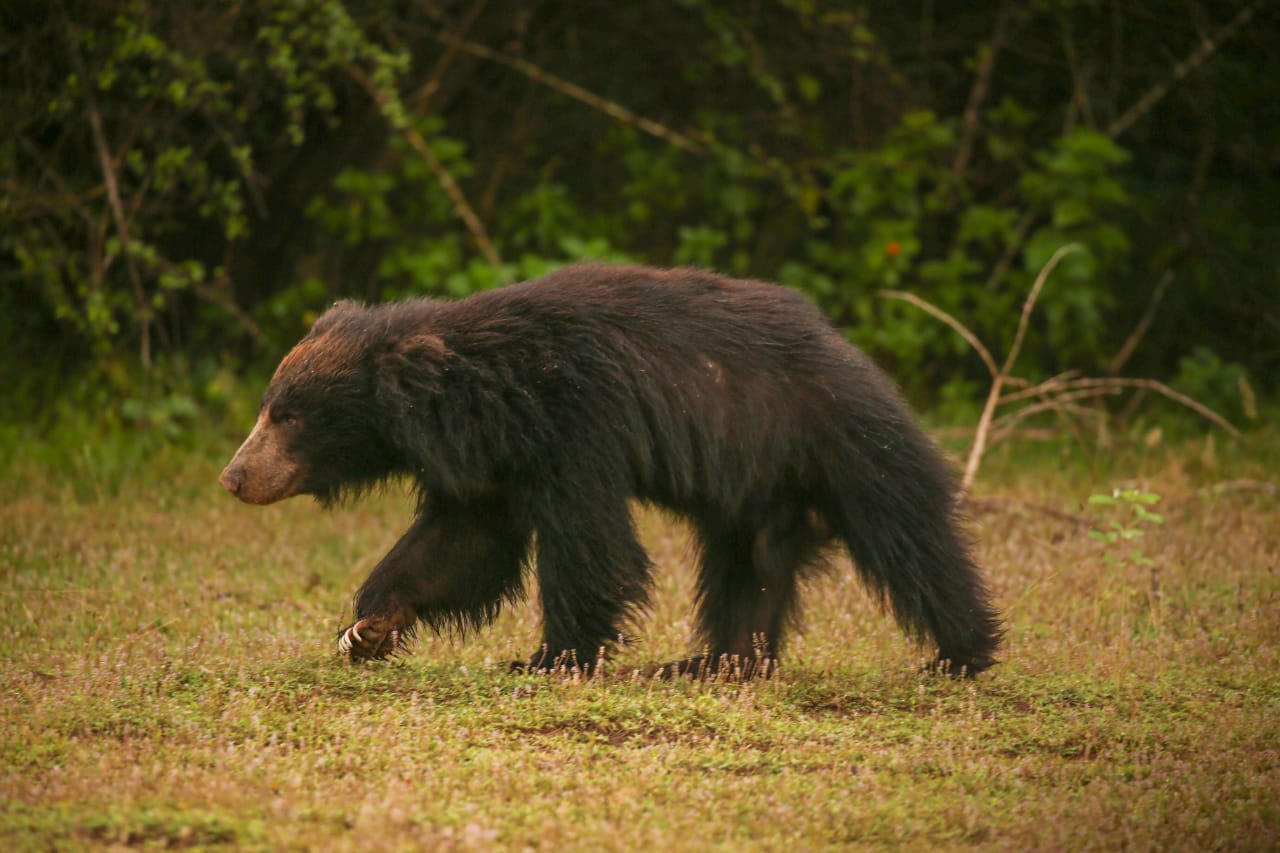 Sloth bear in the scrub forest near Yala National Park, Sri Lanka